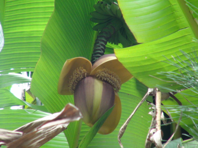 芭蕉 バショウ の花と実 ２０１４ １２ ３ 徳ちゃん便り