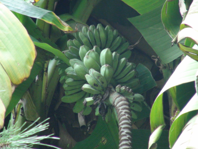 芭蕉 バショウ の花と実 ２０１４ １２ ３ 徳ちゃん便り