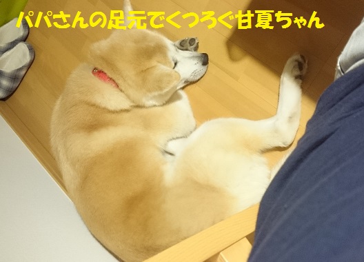 甘夏ちゃん、正式譲渡になりました♪_f0121712_16522879.jpg