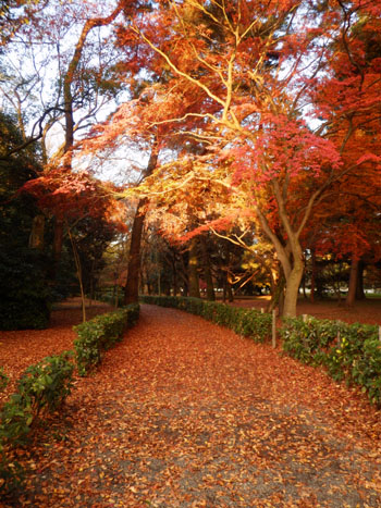 14紅葉めぐり 57　京都御苑　落葉絶景_e0048413_1581362.jpg