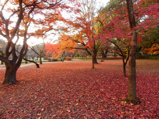 14紅葉めぐり 57　京都御苑　落葉絶景_e0048413_1582361.jpg