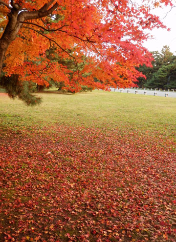 14紅葉めぐり 57　京都御苑　落葉絶景_e0048413_1583335.jpg