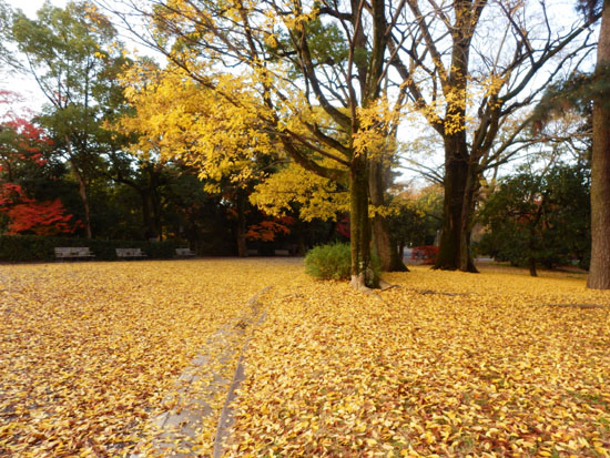 14紅葉めぐり 57　京都御苑　落葉絶景_e0048413_1584384.jpg