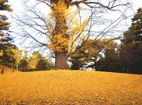 14紅葉めぐり 57　京都御苑　落葉絶景_e0048413_1585850.jpg