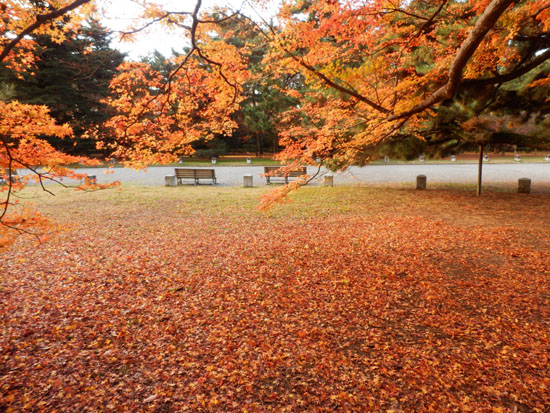 14紅葉めぐり 57　京都御苑　落葉絶景_e0048413_1592244.jpg