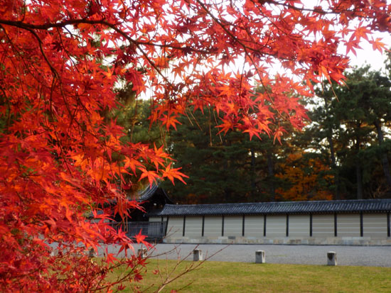 14紅葉めぐり 57　京都御苑　落葉絶景_e0048413_1594071.jpg