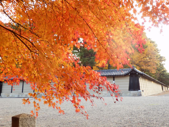 14紅葉めぐり 57　京都御苑　落葉絶景_e0048413_1595121.jpg