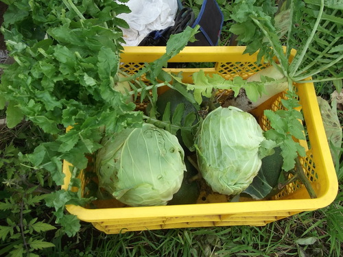 野菜の大量収穫..._b0137932_22501275.jpg