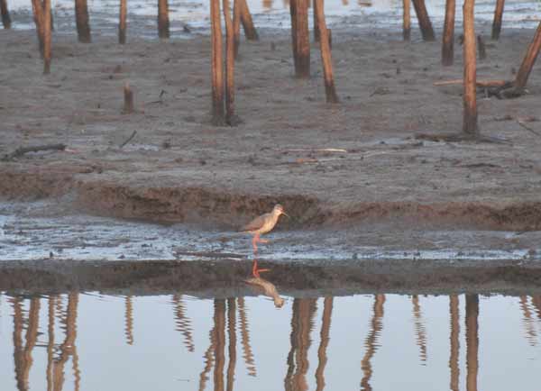 渡良瀬遊水地　投網漁＆鳥_e0097534_13485470.jpg