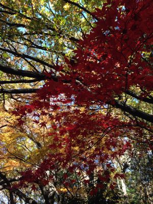 大きな公園の紅葉🍁_b0086939_23471637.jpg