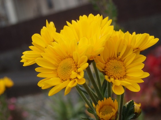 a0054240_2357459.jpg
