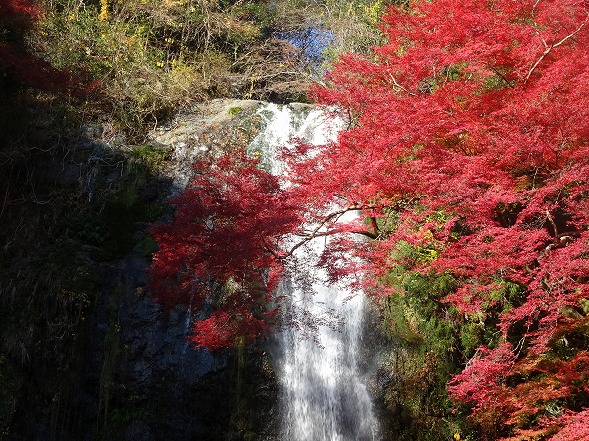 箕面の滝 紅葉真っ盛り 彩の気まぐれ写真 箕面の滝 紅葉真っ盛り 彩の気まぐれ写真