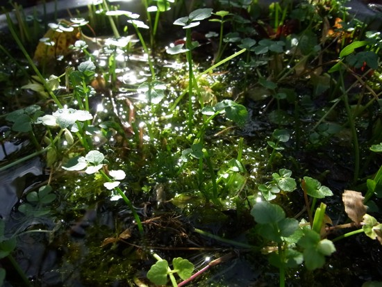 c0063348_2254784.jpg