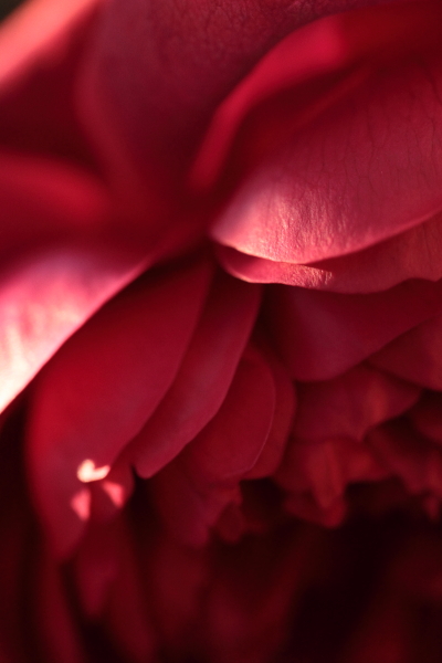冬薔薇 ふゆそうび 12月に咲いた Rei My Precious Roses 冬薔薇 ふゆそうび 12月に咲いた Rei My Precious Roses