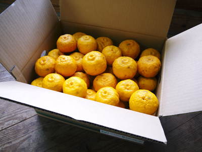 冬至用の「柚子」を数量限定で、ご予約承り中！_a0254656_18372739.jpg