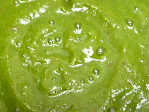 バジルのスムージー_c0152767_2231489.jpg