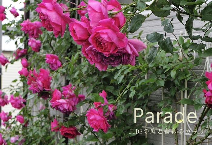 Parade14 パレード ｊｕｄｅの庭と薔薇のカヲリ