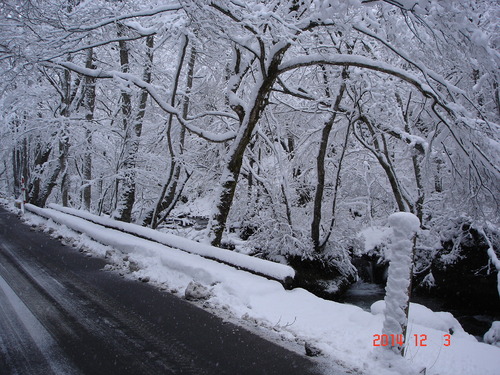 奥入瀬渓流　昨日に続き本日も雪_d0165378_1242581.jpg