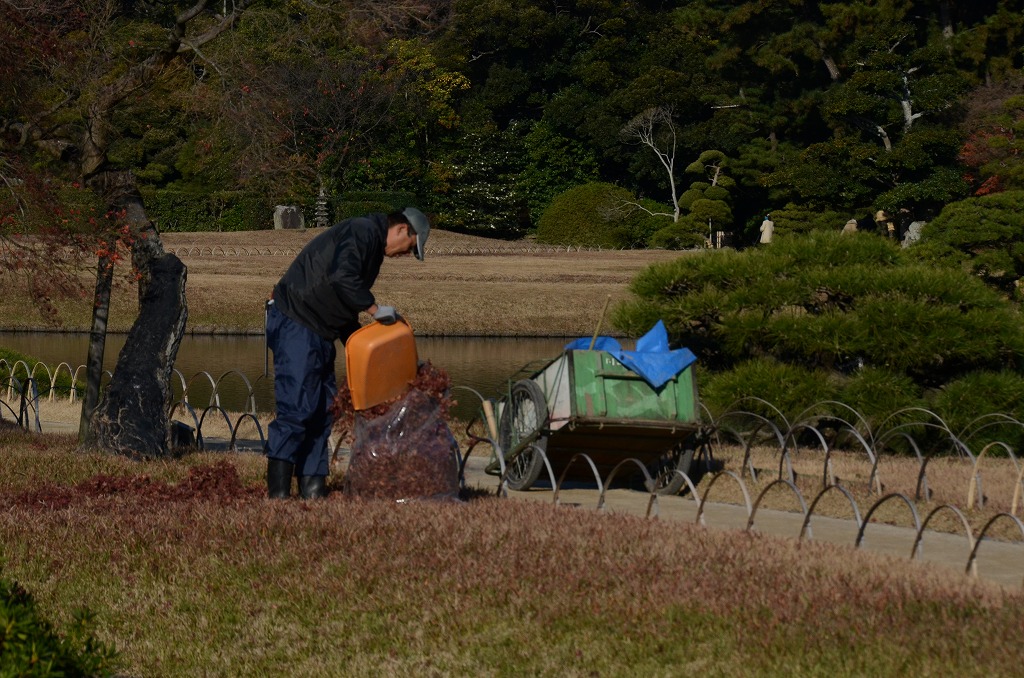 2014年12月3日　【ニホンスイセン咲いてます】_a0185880_13442755.jpg