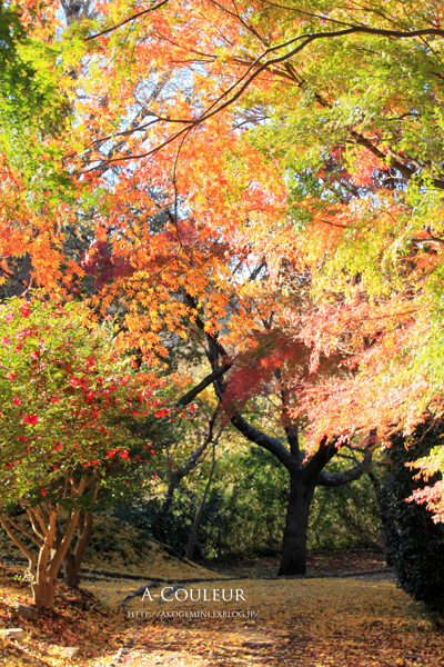 鎌倉紅葉狩り♪_b0213791_08213482.jpg