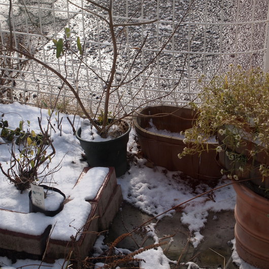 冬。店内は11℃とは。。。_a0292194_11214613.jpg