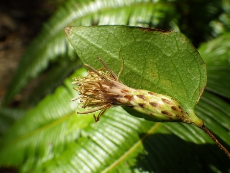 a0125598_22083406.jpg