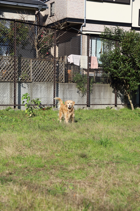 モグラ公園の死闘_b0275998_15203949.jpg