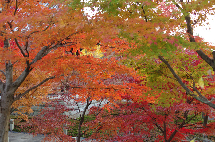 京都　紅葉　６　智積院（１）_b0151409_21284850.jpg