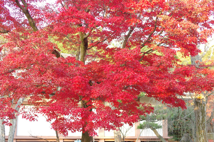 京都　紅葉　６　智積院（１）_b0151409_21305255.jpg