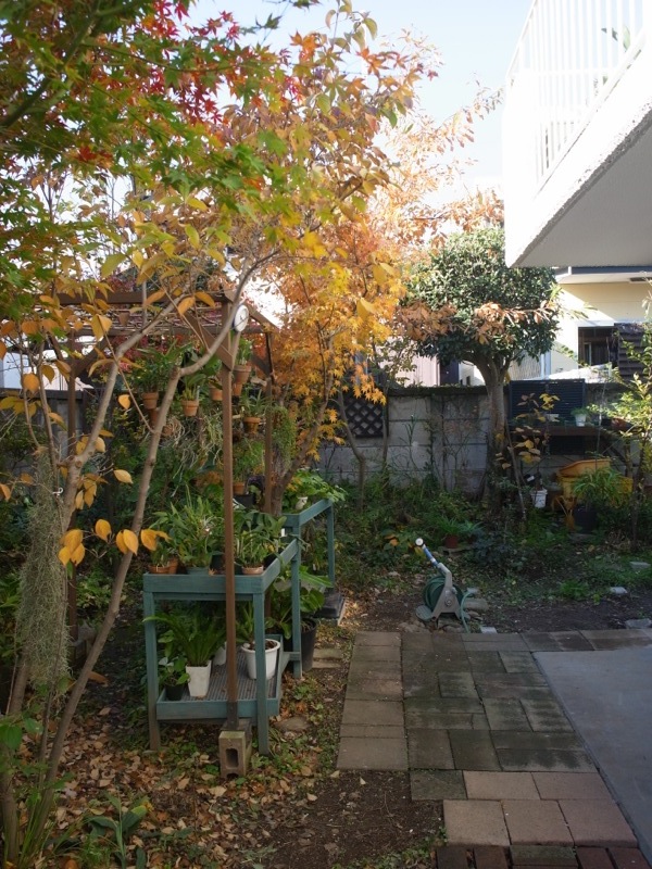 ついに足場取れました。_e0276411_18324755.jpg