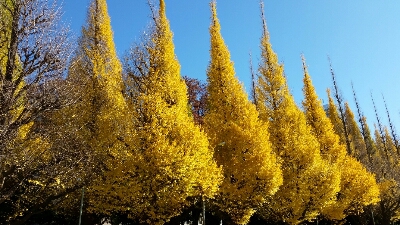 e0336714_12272898.jpg