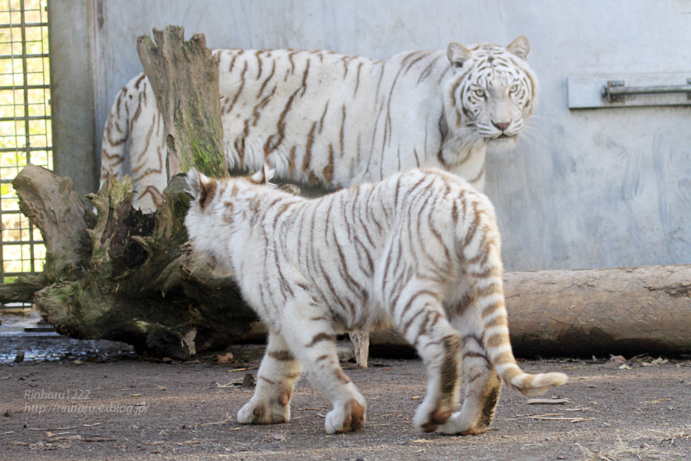 2014.11.22 伊豆アニマルキングダム☆ホワイトタイガーのメープルとシロップ【White tiger】_f0250322_22475849.jpg