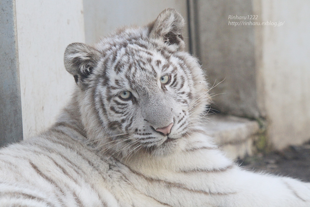 2014.11.22 伊豆アニマルキングダム☆ホワイトタイガーのメープルとシロップ【White tiger】_f0250322_22481855.jpg