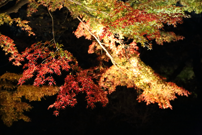 六義園 －紅葉と大名庭園のライトアップ（中編）－_b0169330_1045517.jpg