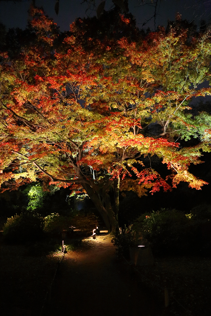 六義園 －紅葉と大名庭園のライトアップ（中編）－_b0169330_105267.jpg