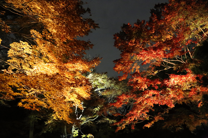 六義園 －紅葉と大名庭園のライトアップ（中編）－_b0169330_9585284.jpg