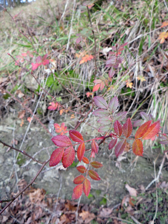 晩秋の聖なる森_f0234936_1847767.jpg