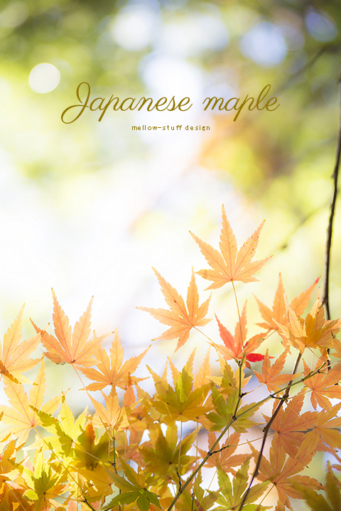 Japanese maple_d0124248_17215970.jpg
