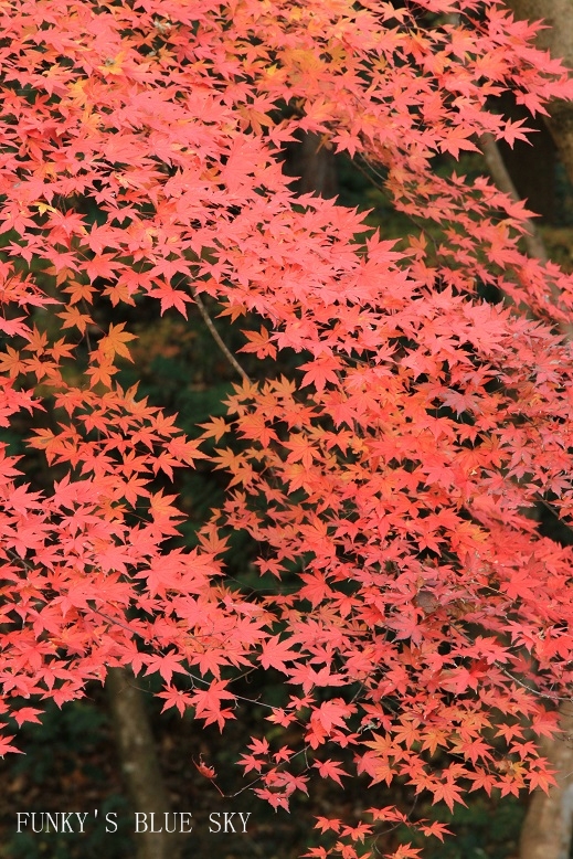 c0145250_1421957.jpg