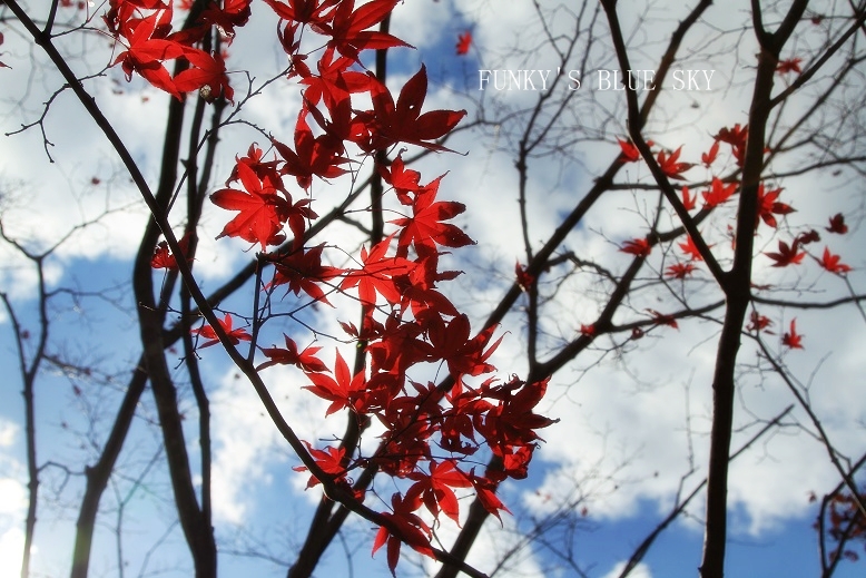 c0145250_1422098.jpg