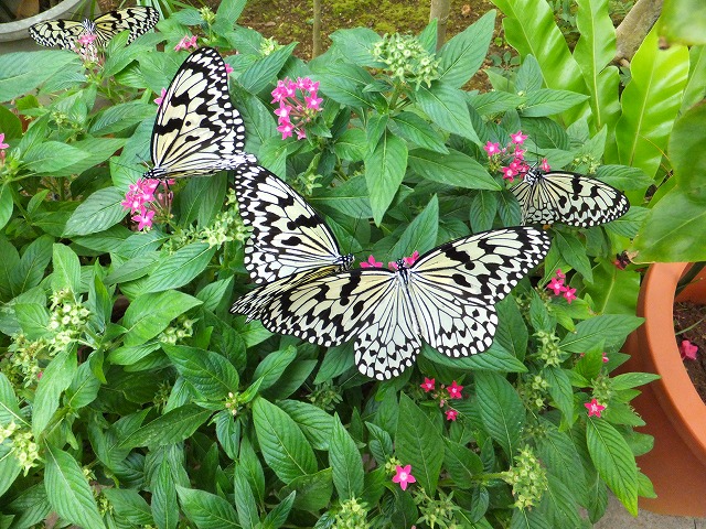 d0048350_2155295.jpg