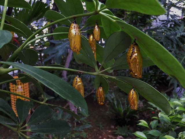 d0048350_2155922.jpg