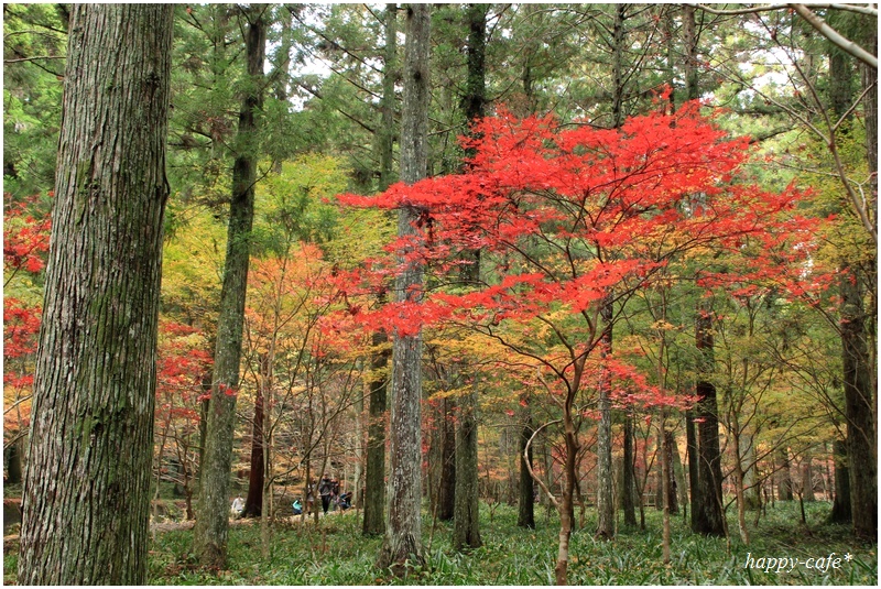 森の中の紅葉♪　～小国神社～_a0167759_1129618.jpg