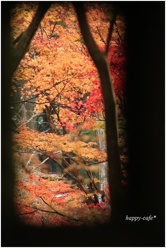 紅葉トンネル♪　～小国神社～_a0167759_20523397.jpg