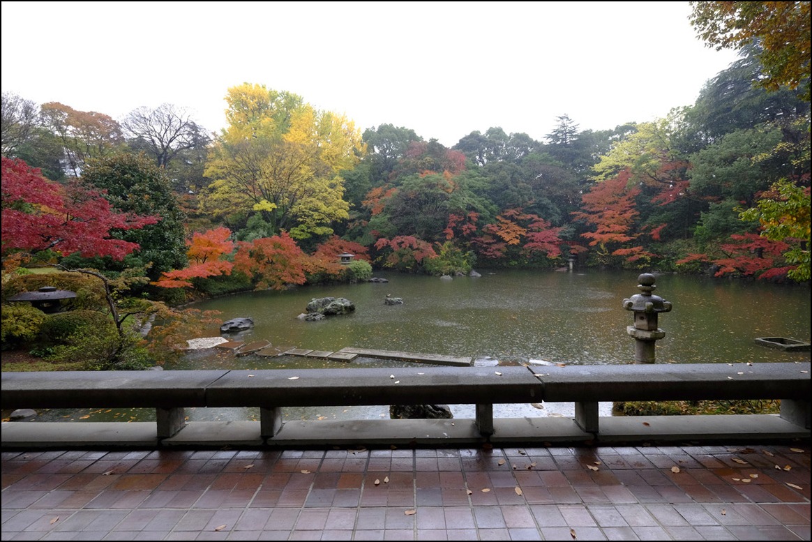 師走の雨の後には桜の紅葉が散って、、、_a0031363_1911347.jpg