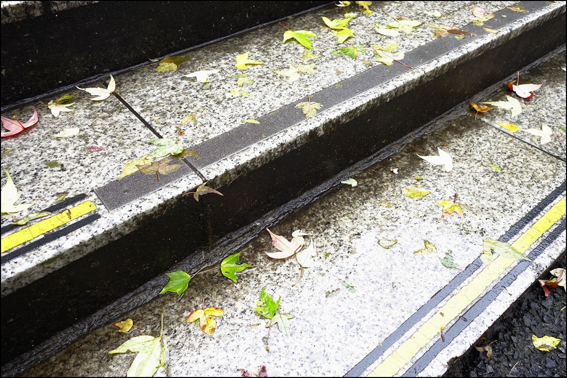 師走の雨の後には桜の紅葉が散って、、、_a0031363_19154478.jpg