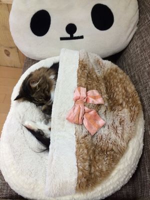 ぬくぬく_c0151965_1540163.jpg