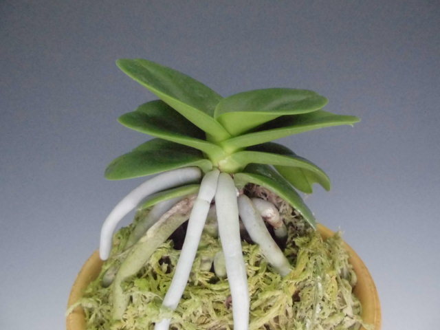 ナゴラン明丸 : DREAM GRASSES ナゴラン明丸 : DREAM GRASSES