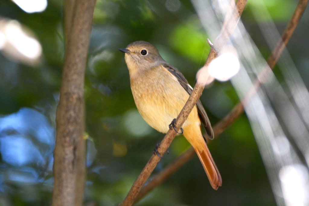 青梅から花鳥11・12月_b0311071_10504290.jpg