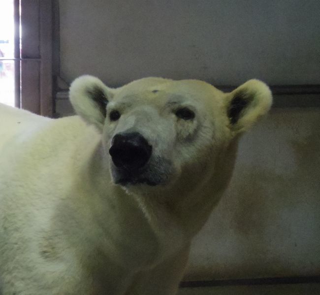東山動植物園のゾージアムとオーロラ ミリー サスカッチ 黄金絹毛鼠 コガネキヌゲネズミ